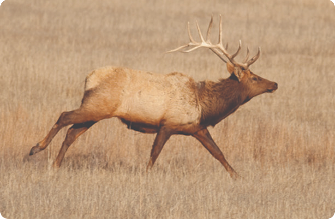 Elk Running