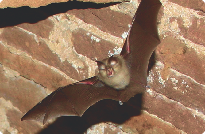 bat flying