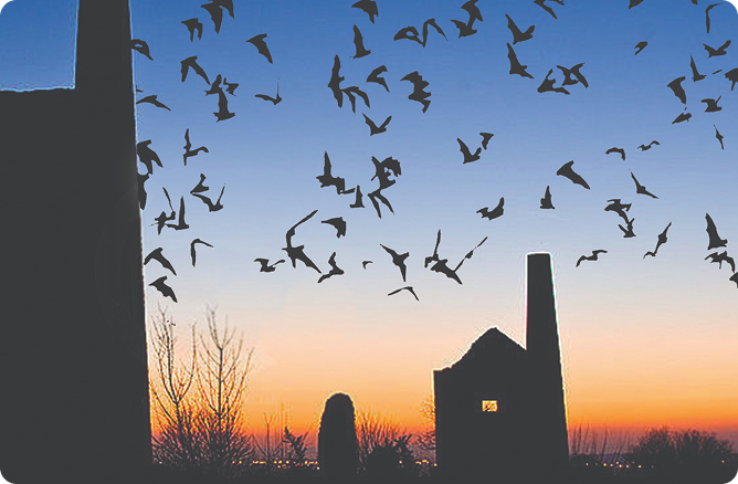 bats flying over house