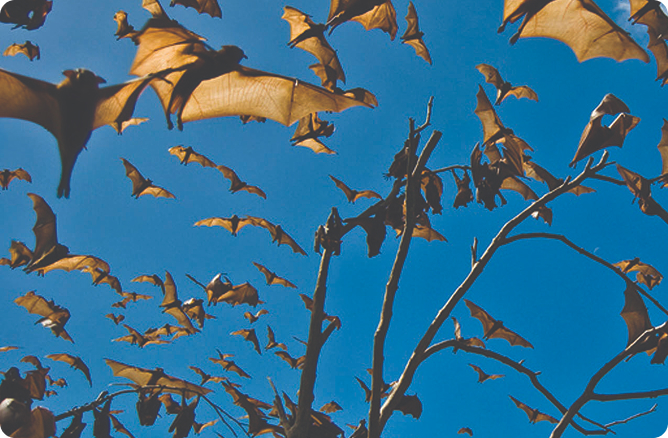bats flying