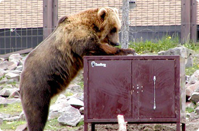 bear box