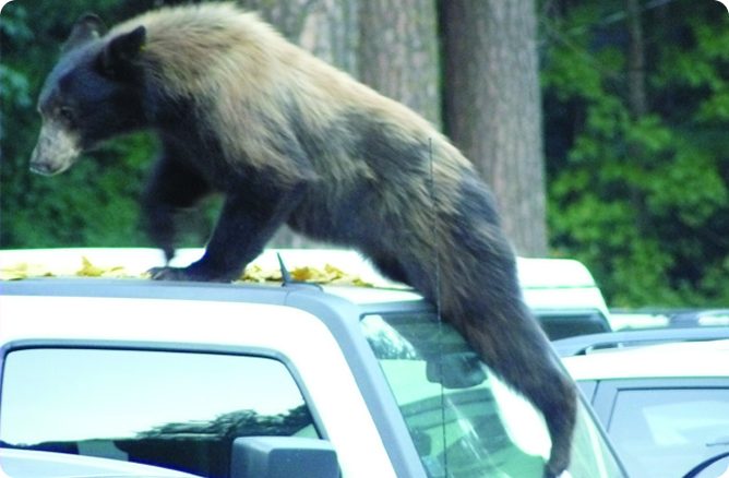 bear walking on car