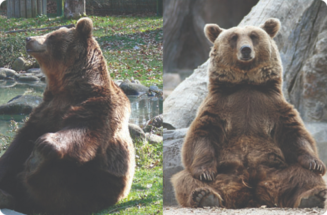 bears sitting