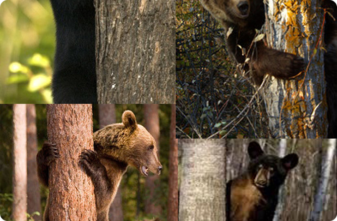 bears standing behind a tree