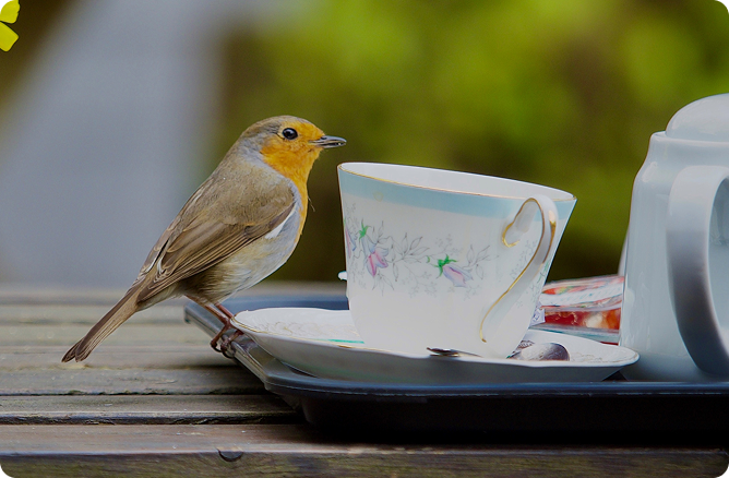 bird cup