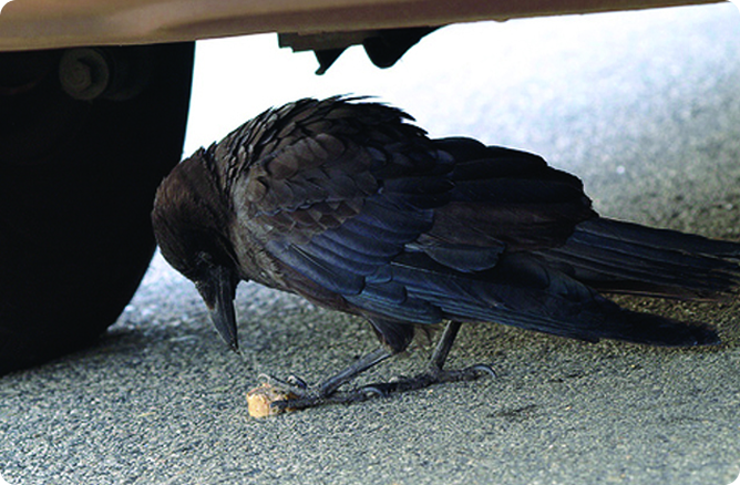 bird eating under place