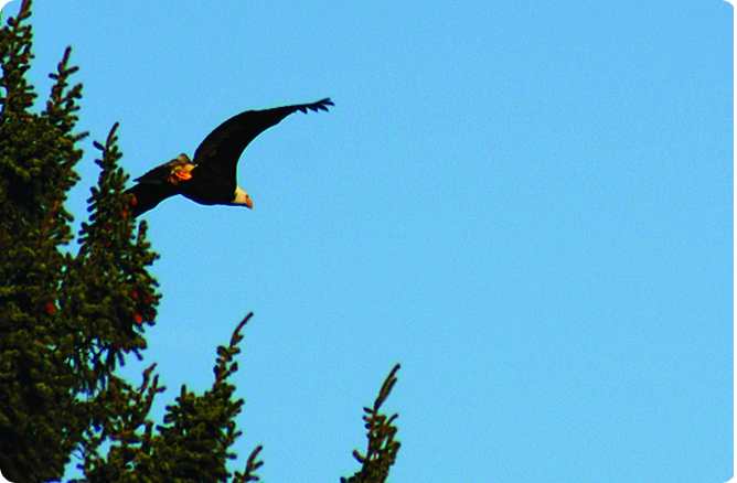 bird flying over tree