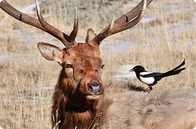 bird on a elk