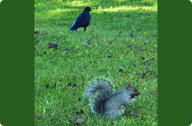 bird standing behind squirrel