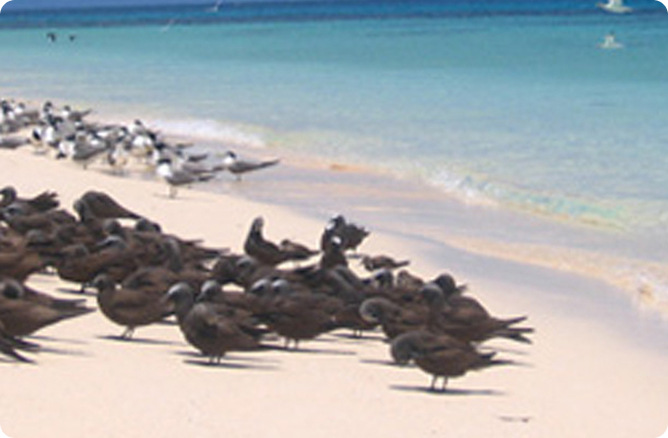 birds beside ocean
