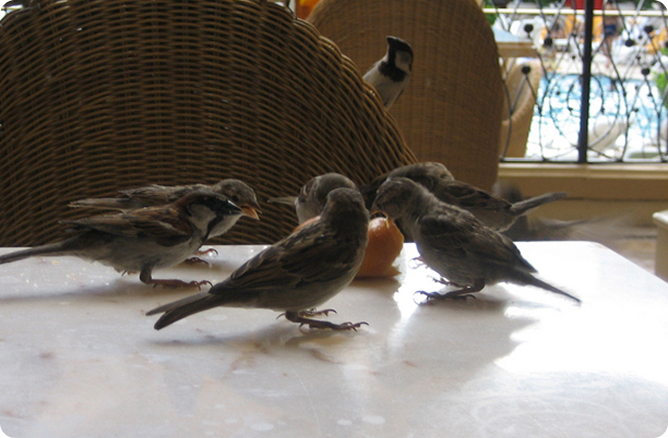 birds eating on a table