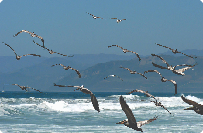 birds flying over ocean