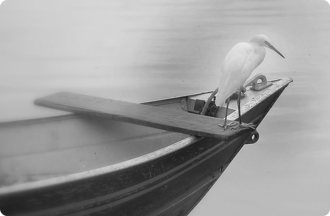 boat bird