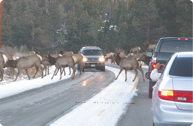 cars and elk
