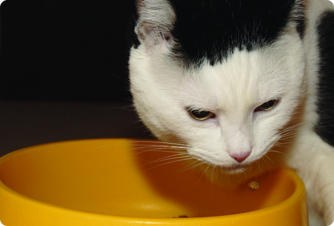 cat eating over bowl