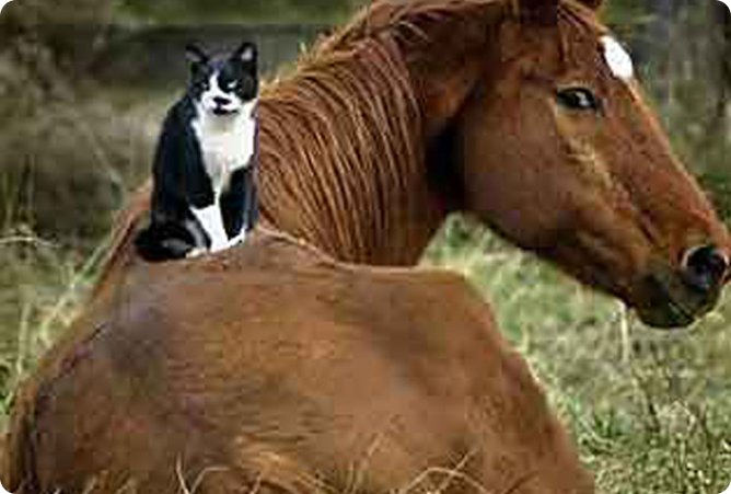 cat horse