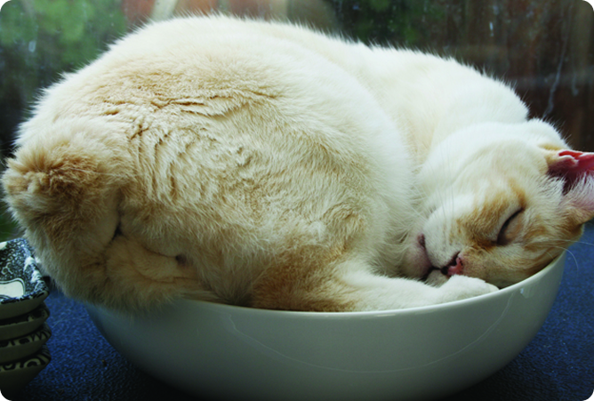 cat sleeping in a bowl