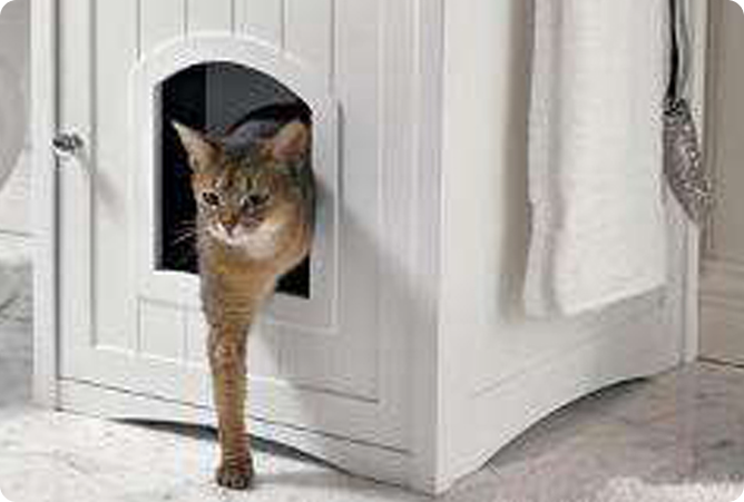 cat walk out of a box