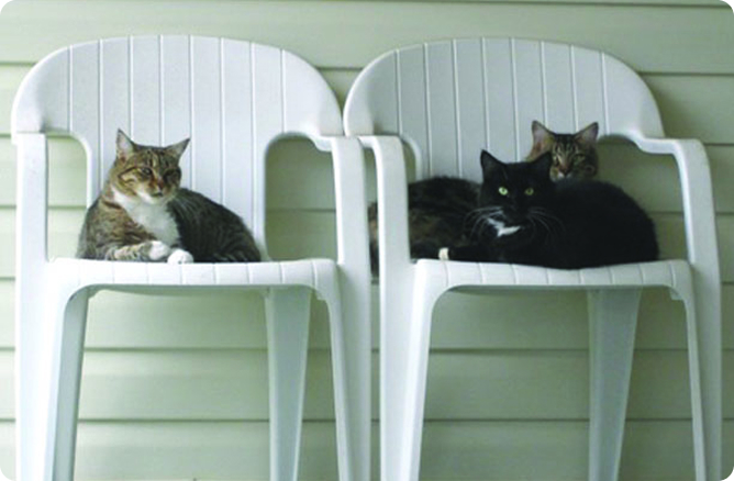 cats sitting on a chair