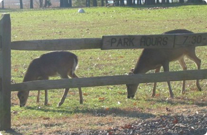 deer behind a fence