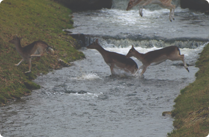 deer jumping (plural)