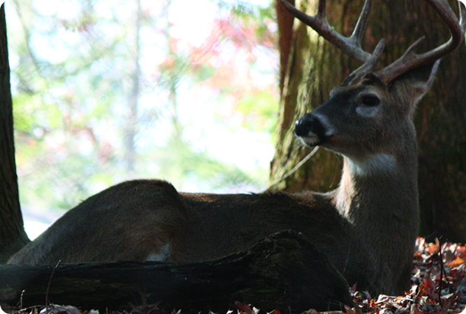 deer sitting in front of tree