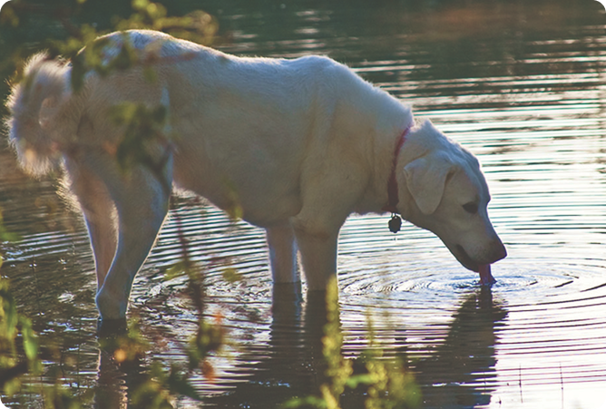 dog drinking