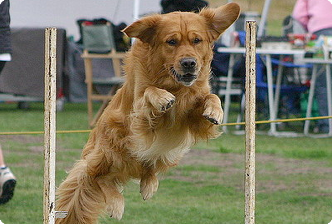 dog jumping