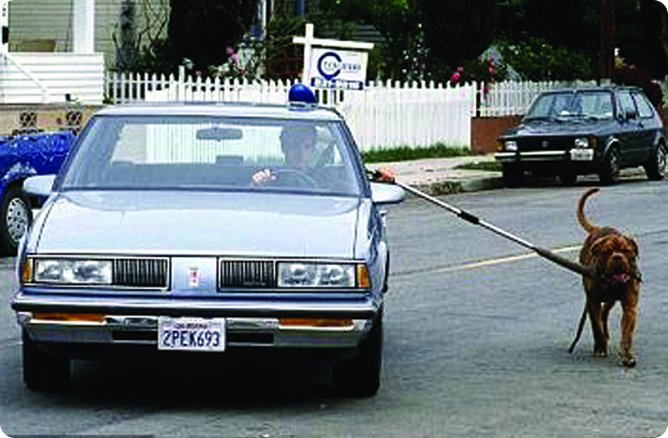 dog walking beside a car