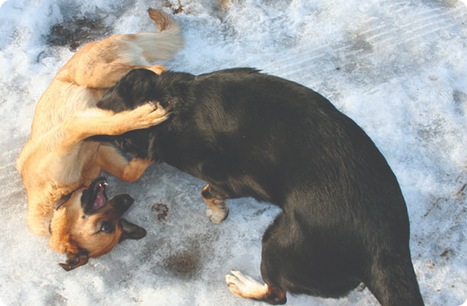 dogs playing