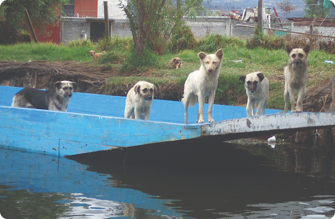 dogs standing in boat