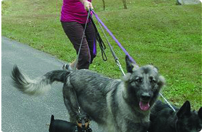 dogs walking infront of a woman