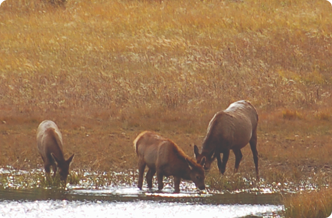 elk drinking