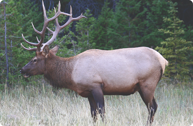 elk standing
