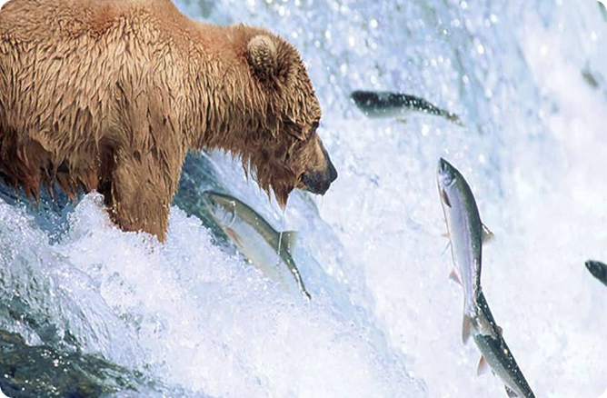 fish beside a bear