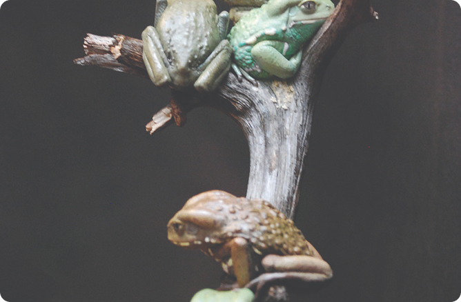 frogs sitting