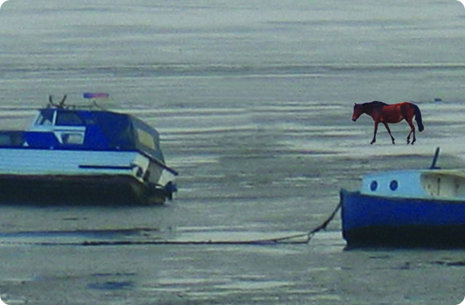 horse is walking behind boat