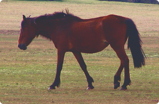 horse walking