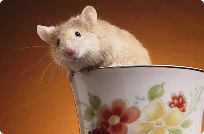 mouse jumping out of a cup