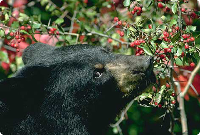 one bear eating berries