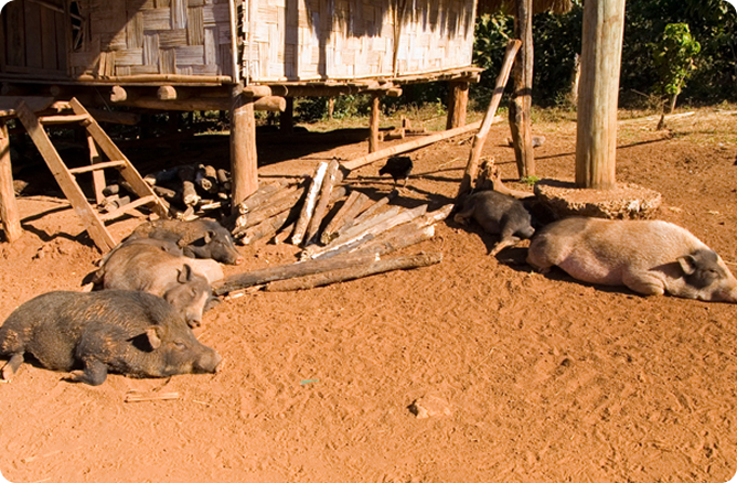 pigs sleeping in front of house