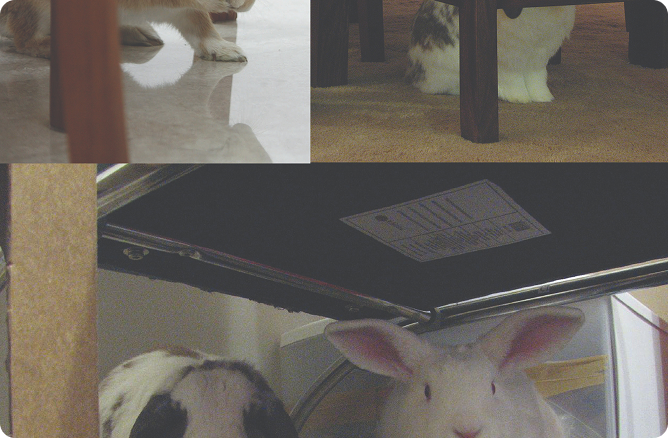 rabbits sitting under chairs