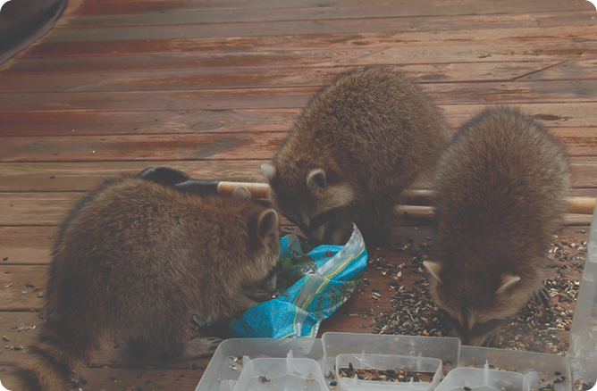 raccoons eating