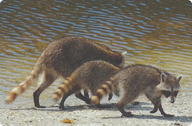 raccoons walking