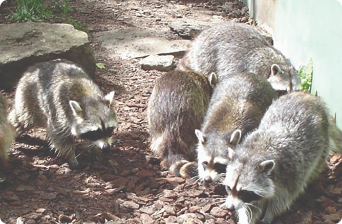 raccoons