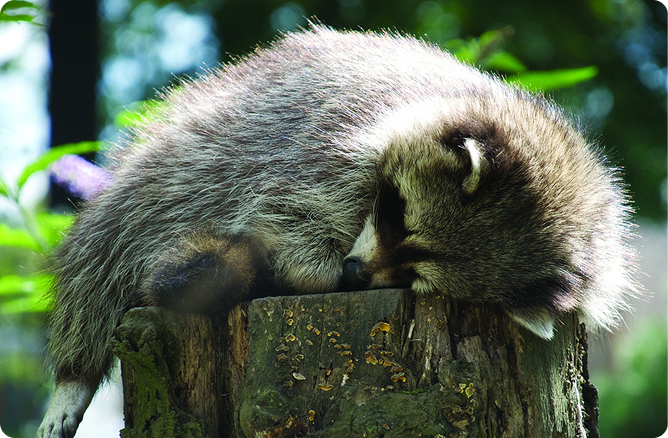 racoon sleeping