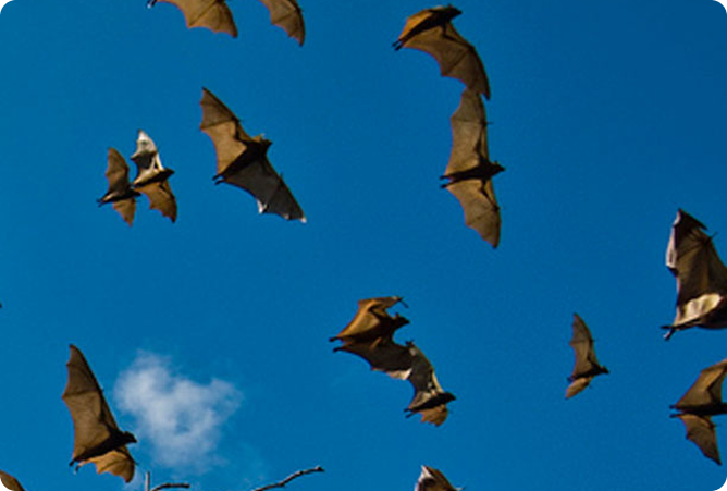 seven bats flying