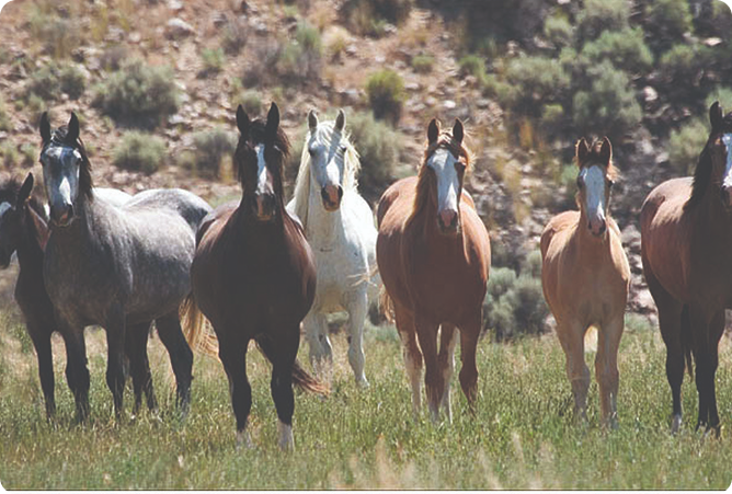 seven horses walking in meadow