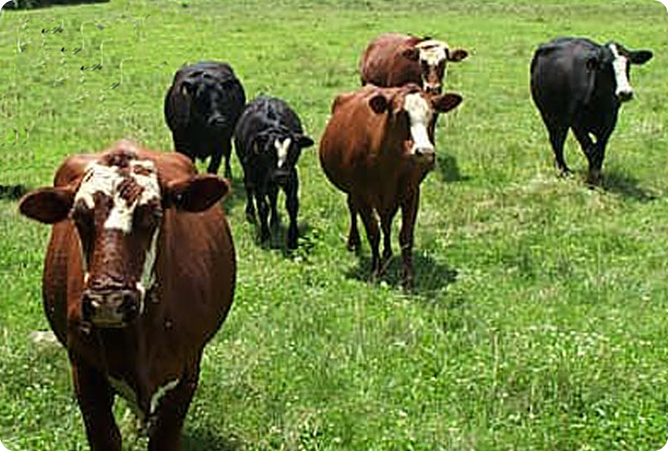 six cows walking