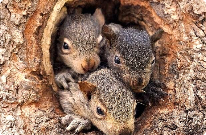 squirll three in a tree